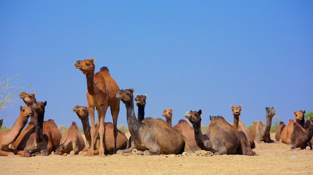 Rajasthan featuring land animals