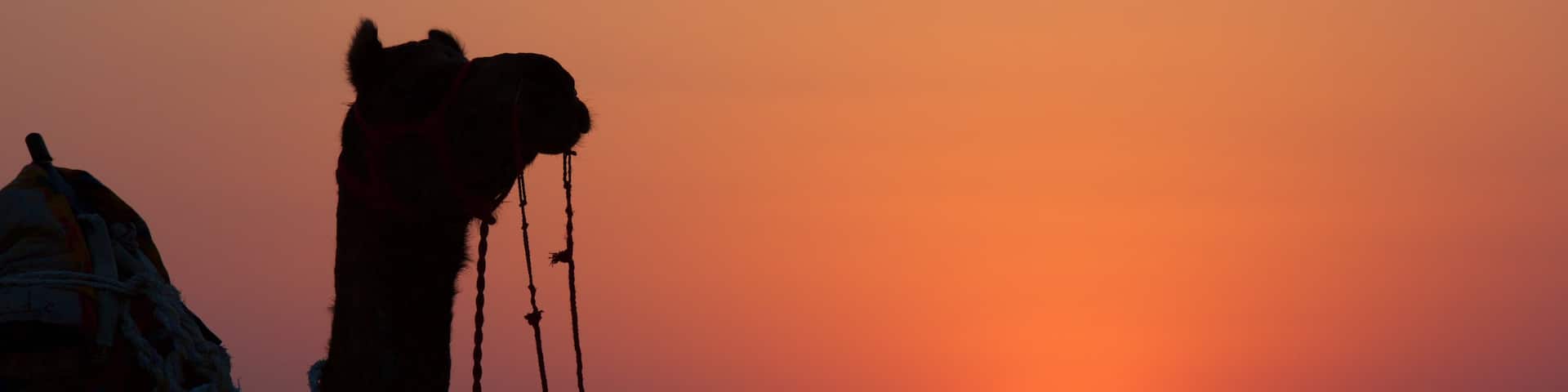 Khuri Sand Dunes showing animals, land animals and a sunset