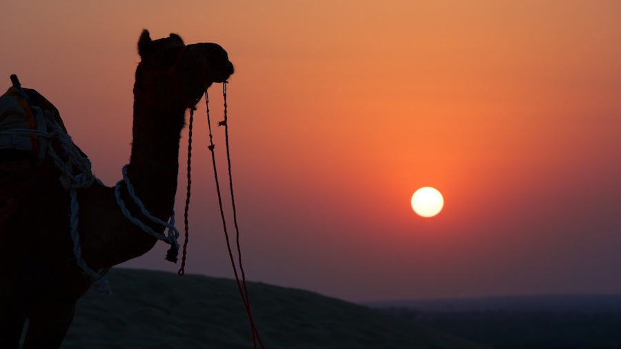 Khuri Sand Dunes showing animals, land animals and a sunset