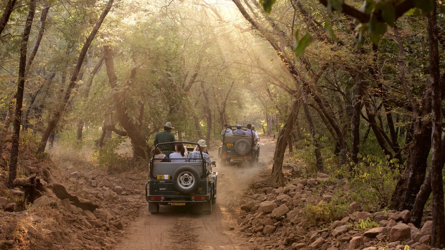 Parque Nacional Ranthambore mostrando paseos en todoterreno