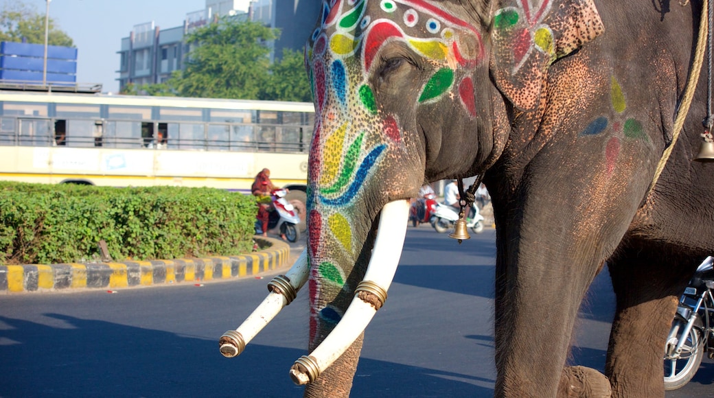 Ahmedabad showing land animals