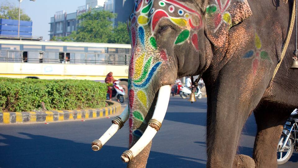 Ahmedabad bevat landdieren