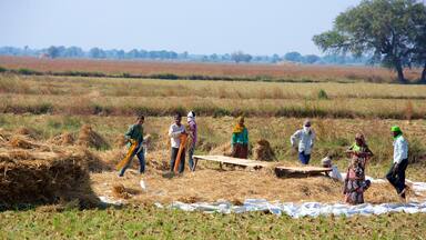Lothal featuring farmland and tranquil scenes as well as a small group of people