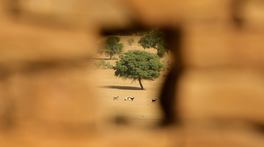 Khaba Fort featuring desert views