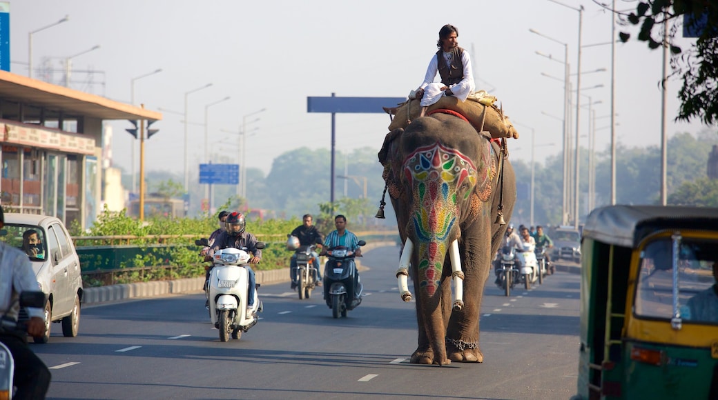 Ahmedabad featuring motorcycle riding and land animals