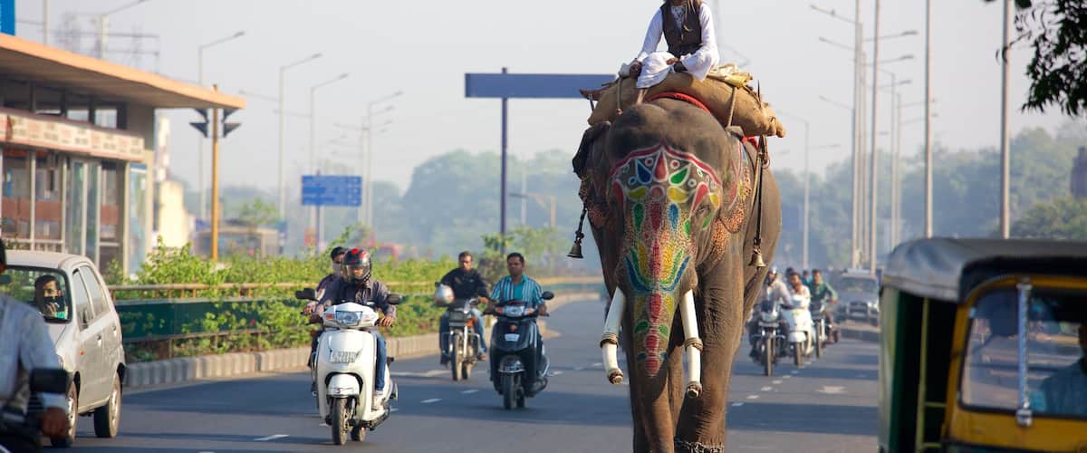 Ahmedabad showing motorcycle riding and land animals