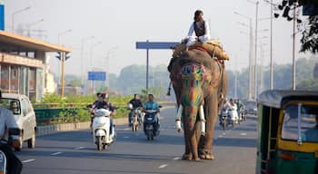 Ahmedabad mostrando passeio de moto e animais terrestres