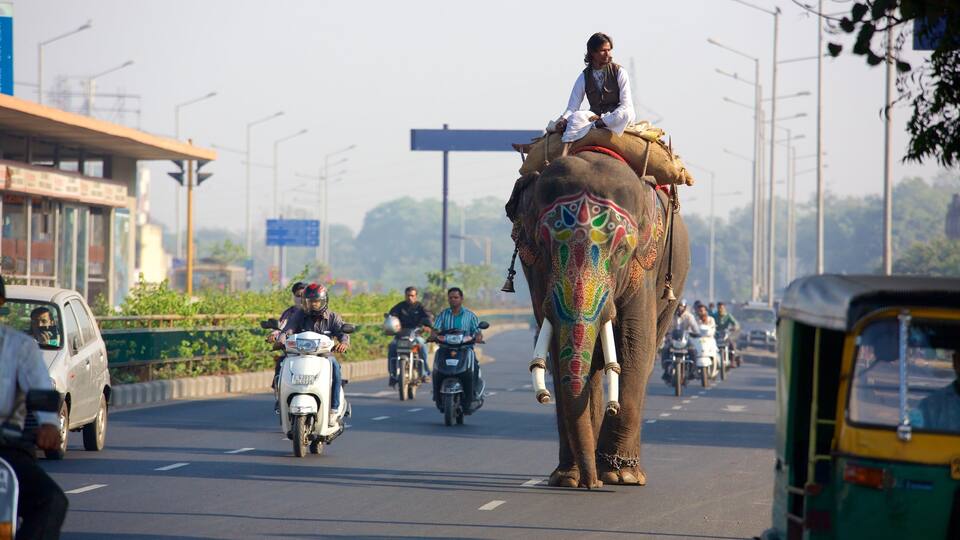 Ahmedabad bevat motoren en landdieren