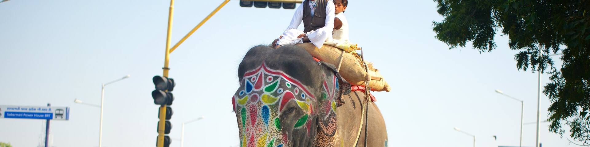 Ahmedabad showing land animals and motorcycle riding