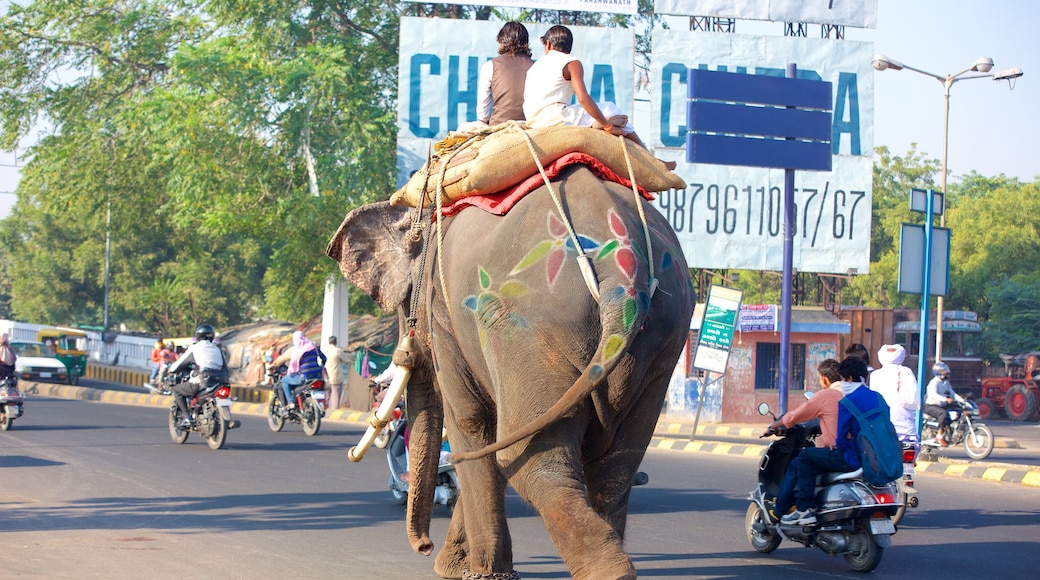 Ahmedabad showing land animals and motorcycle riding