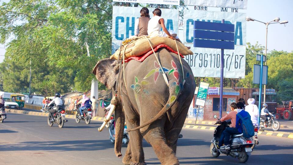 Ahmedabad inclusief landdieren en motorrijden