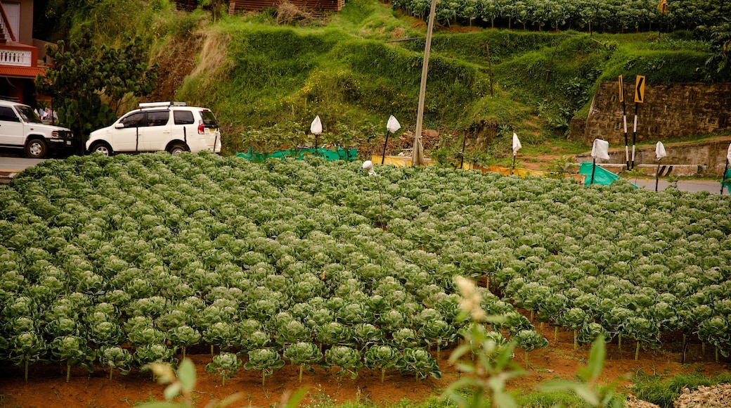 Ooty which includes farmland