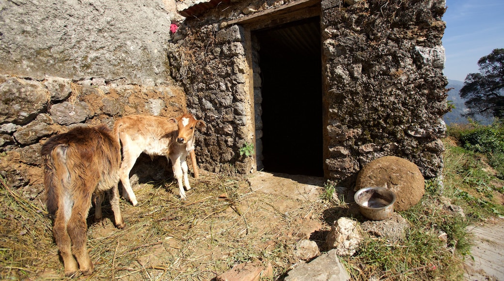 Dehradun showing animals