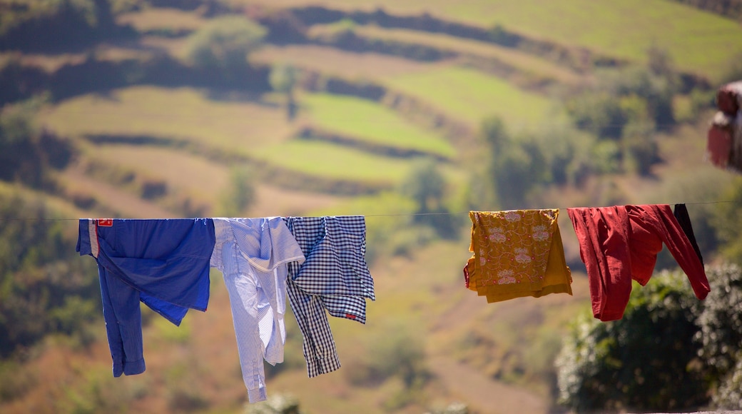 Dehradun featuring farmland