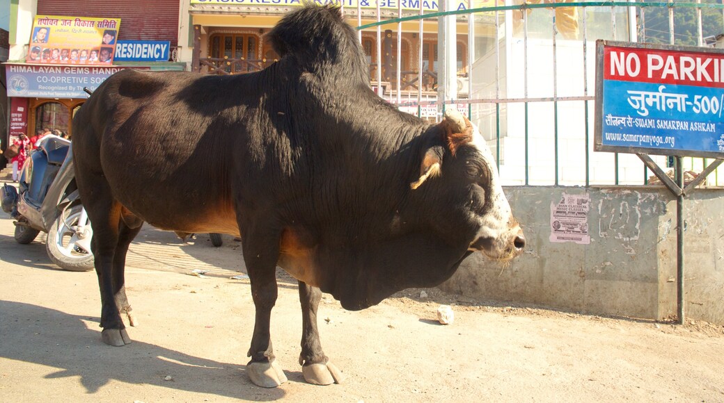 Haridwar which includes land animals