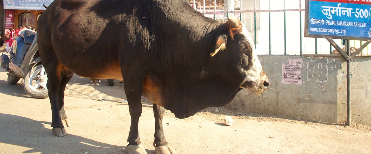 Haridwar which includes land animals