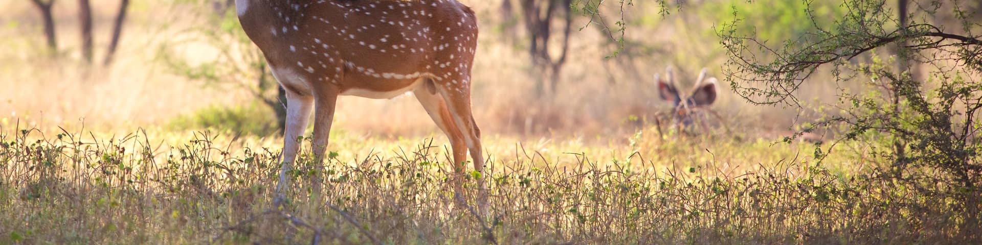 Ranthambore National Park welches beinhaltet Tiere und ruhige Szenerie