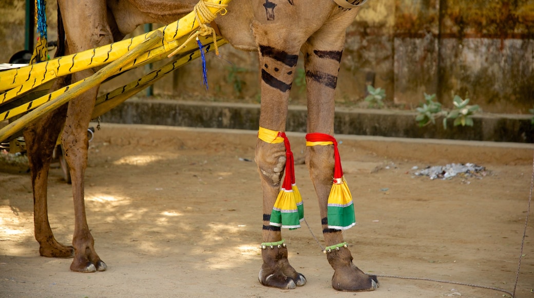 Sawäi Mädhopur que incluye animales