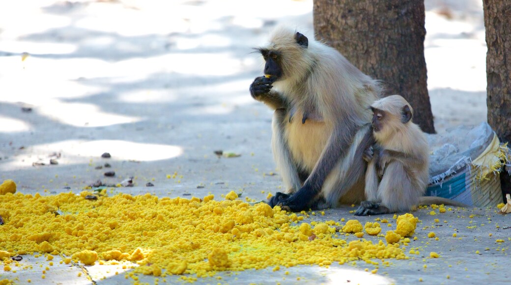 Sawai Madhopur featuring animals