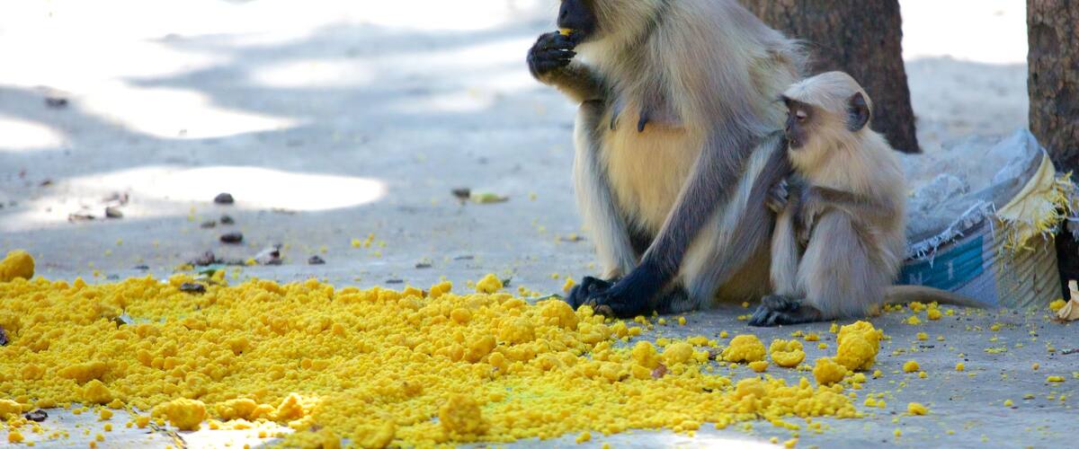 Sawai Madhopur qui includes animaux
