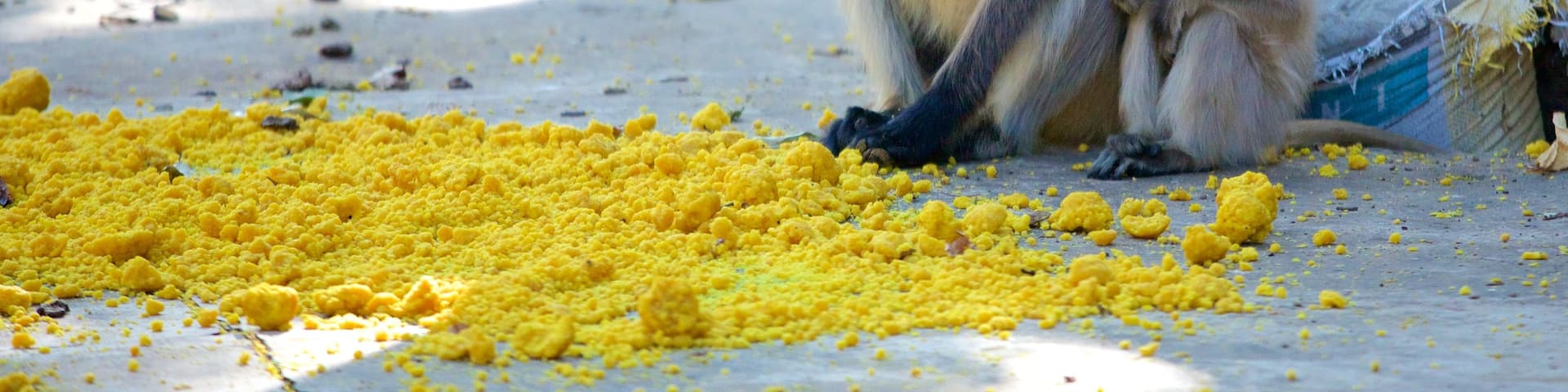 Sawai Madhopur welches beinhaltet Tiere