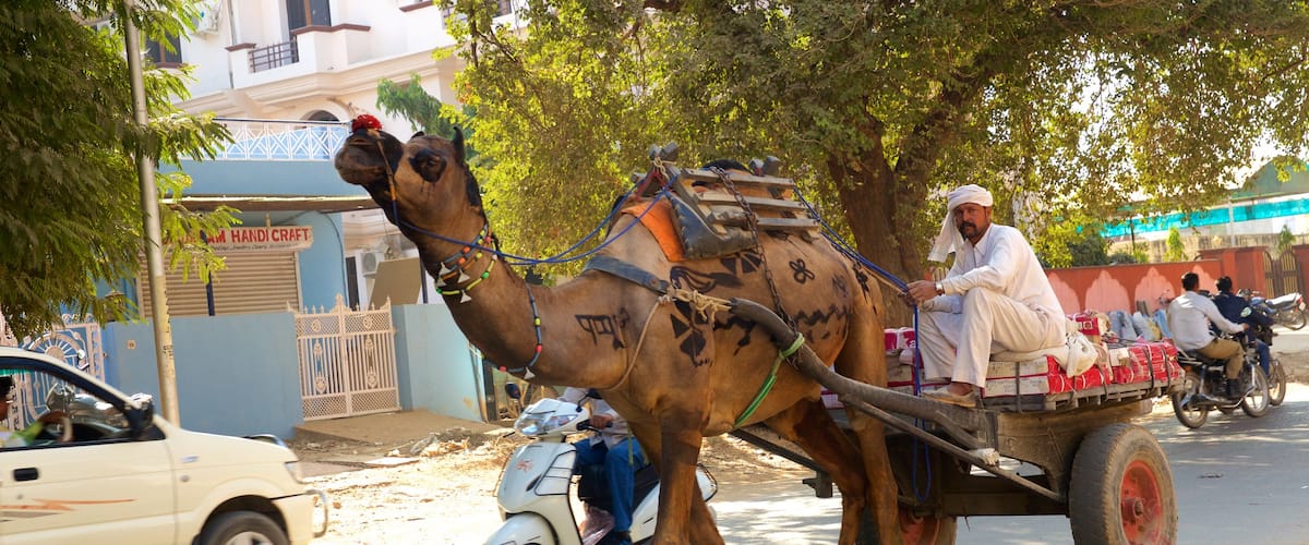 Sawäi Mädhopur ofreciendo animales terrestres y también un hombre