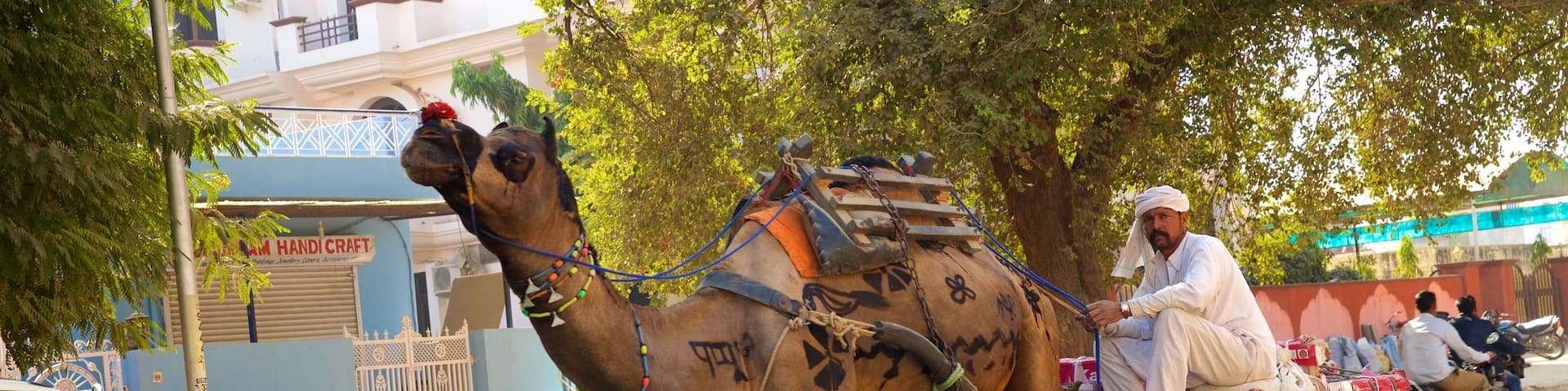 Sawai Madhopur showing land animals as well as an individual male