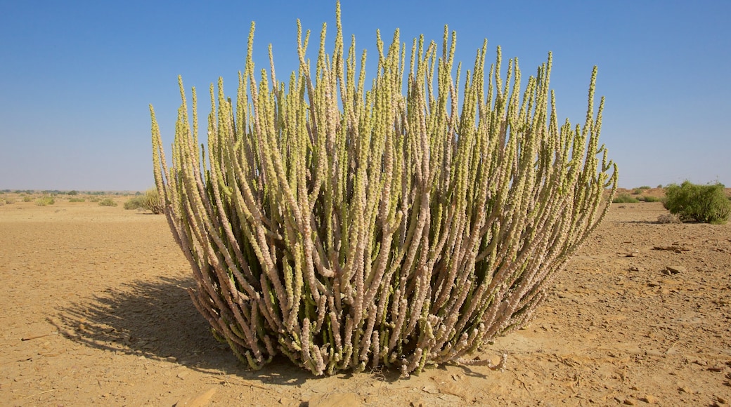 Desert National Park which includes tranquil scenes and desert views