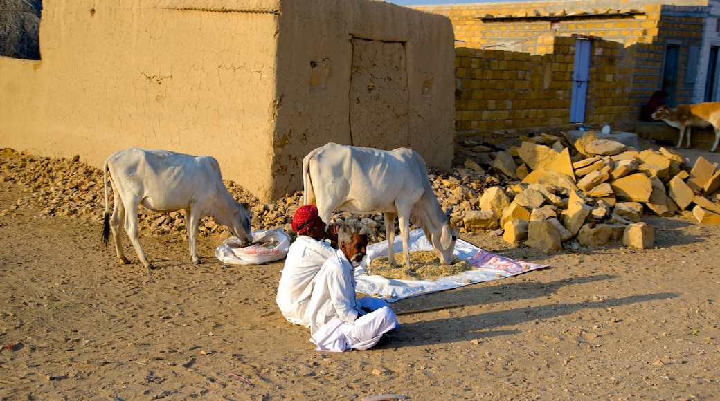 Desert National Park showing land animals as well as an individual male