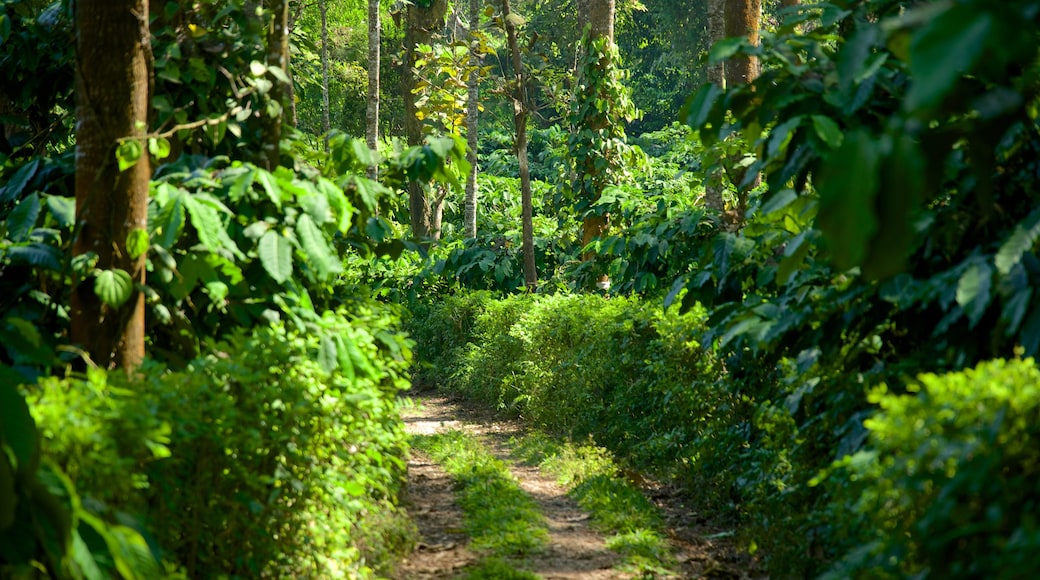 Madikeri showing rainforest