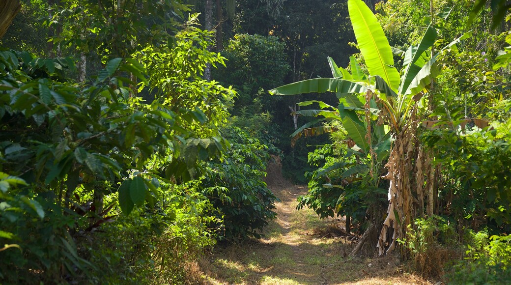 Madikeri som visar regnskog