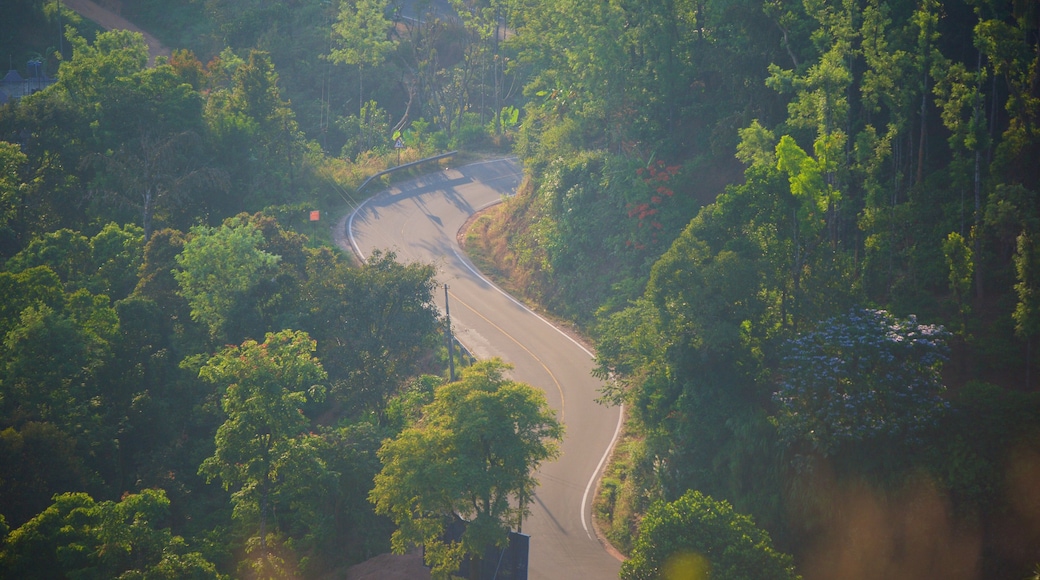 Raja\'s Seat featuring rainforest