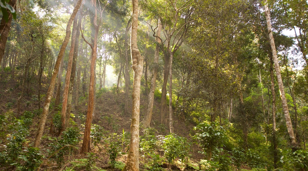 Madikeri mit einem Regenwald