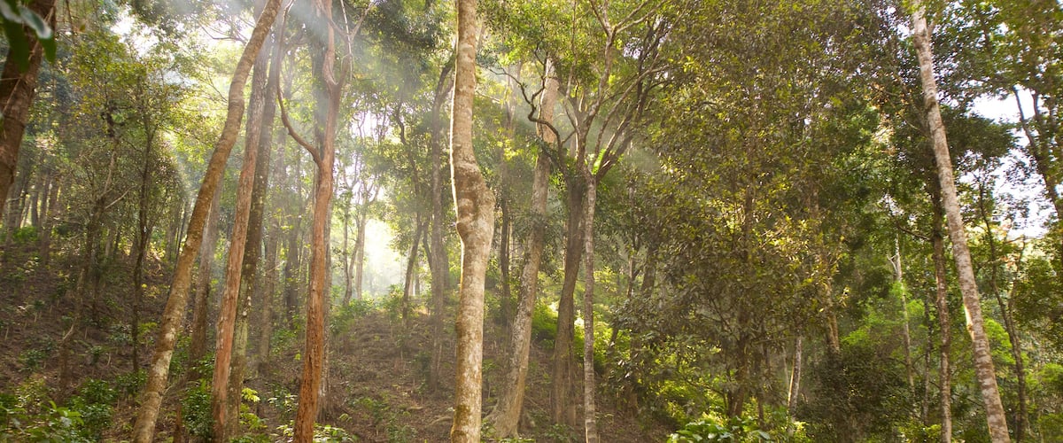 Madikeri johon kuuluu sademetsä