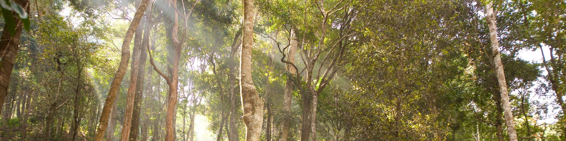 Madikeri featuring rainforest