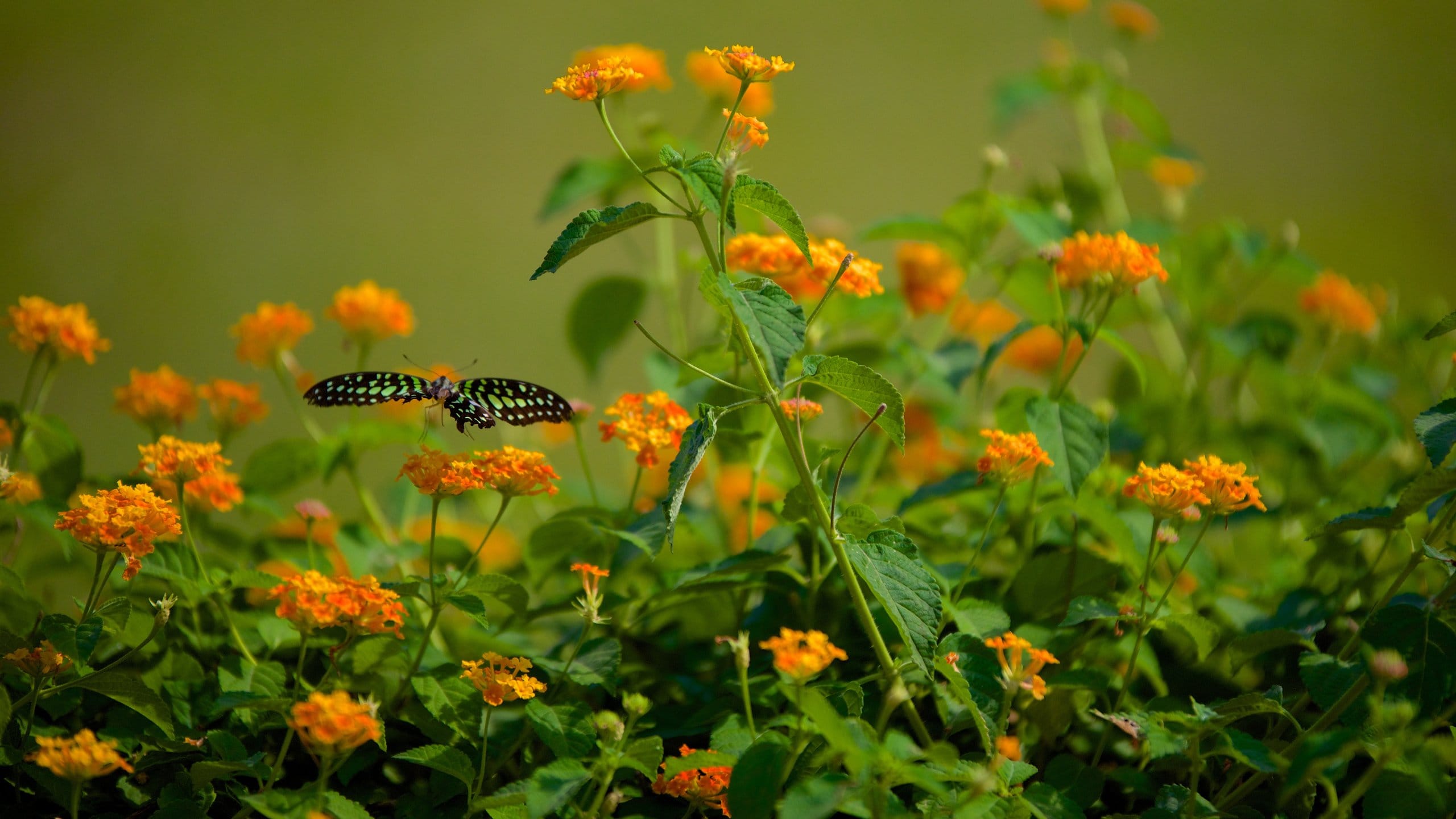 Hanging Gardens showing flowers