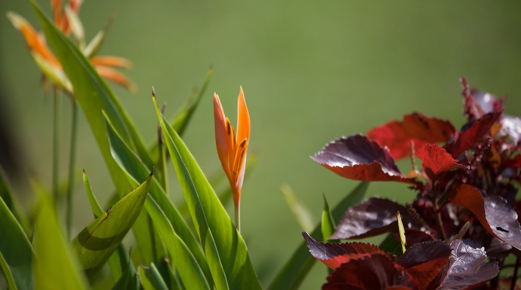 Hanging Gardens showing flowers