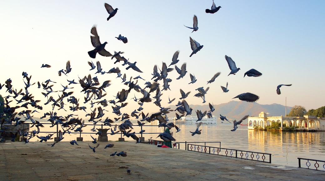 Lake Palace showing a lake or waterhole and bird life