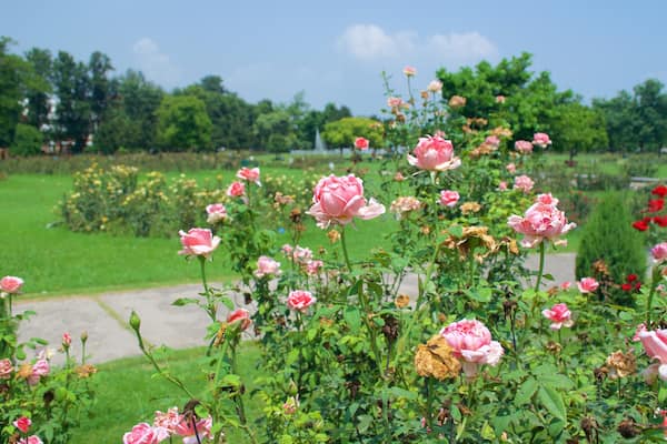 Zakir Rose Garden showing flowers and a park