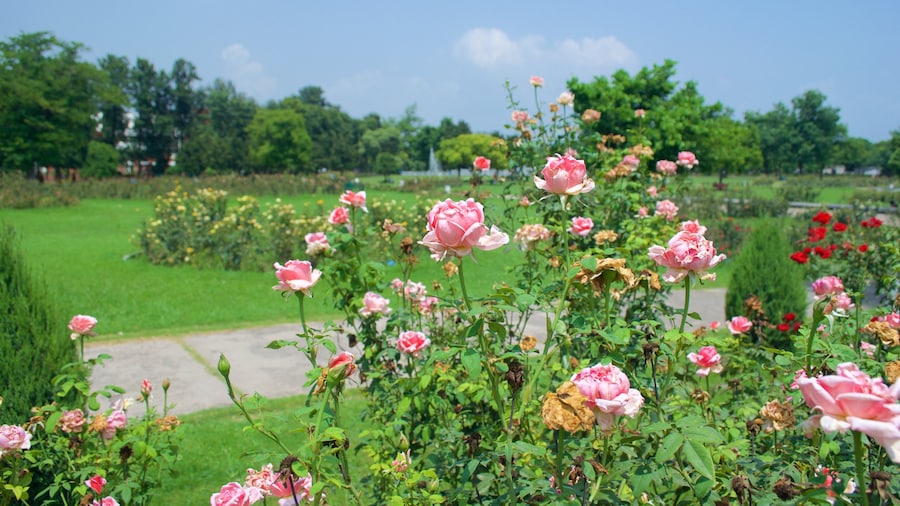 Kebun Mawar Zakir