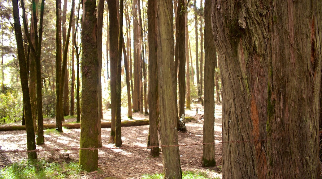 Doddabetta Peak which includes forest scenes and tranquil scenes