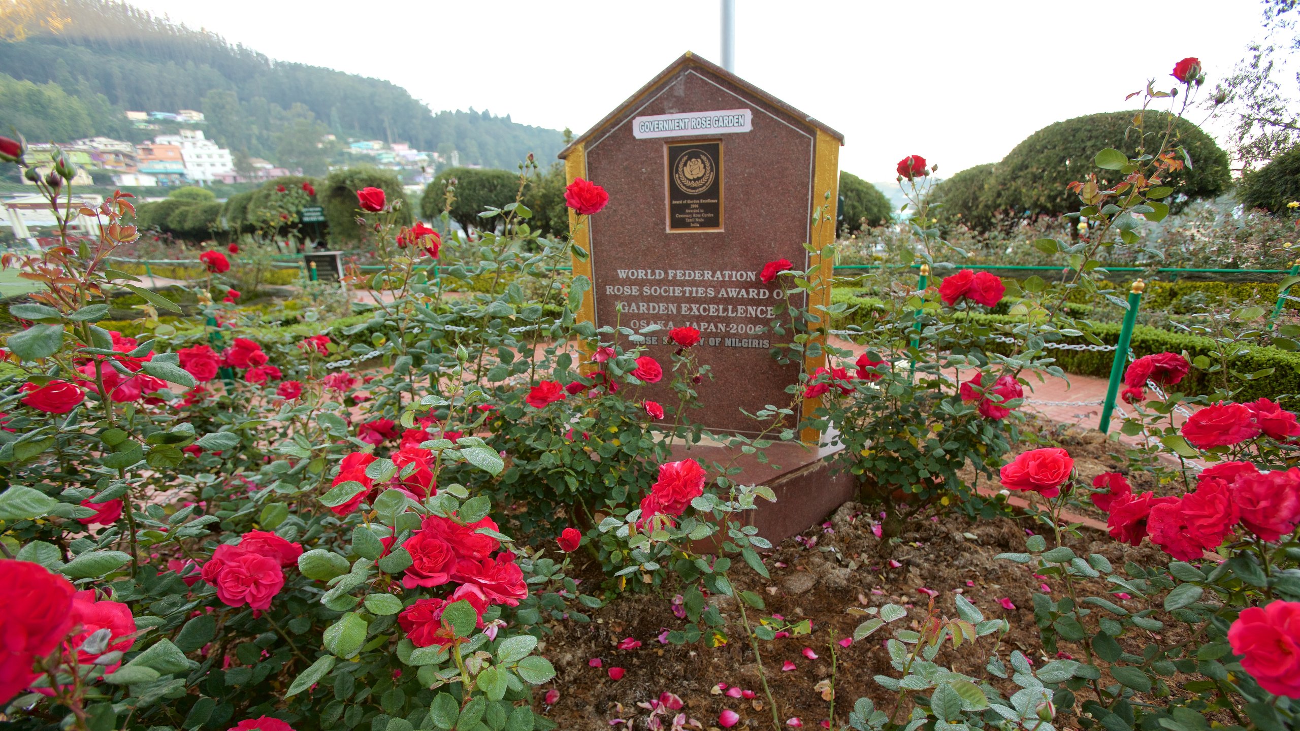 Ooty rosenträdgård som visar en park och blommor