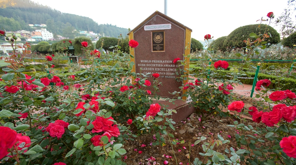 Jardim de Rosas de Ooty que inclui flores e um parque