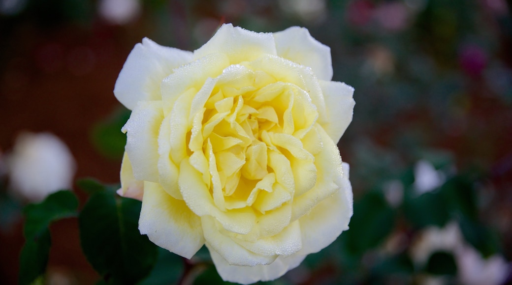 Ooty Rose Garden showing flowers and a garden