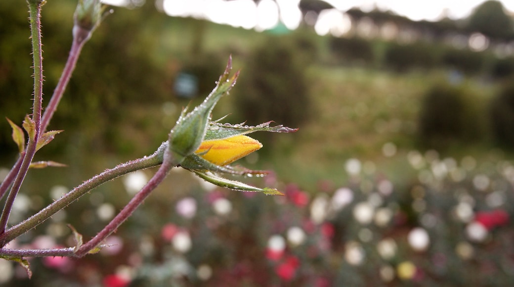 Ooty Rose Garden which includes flowers and a park