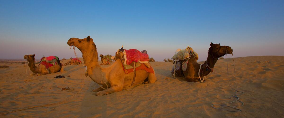 Khuri Sand Dunes which includes land animals and desert views