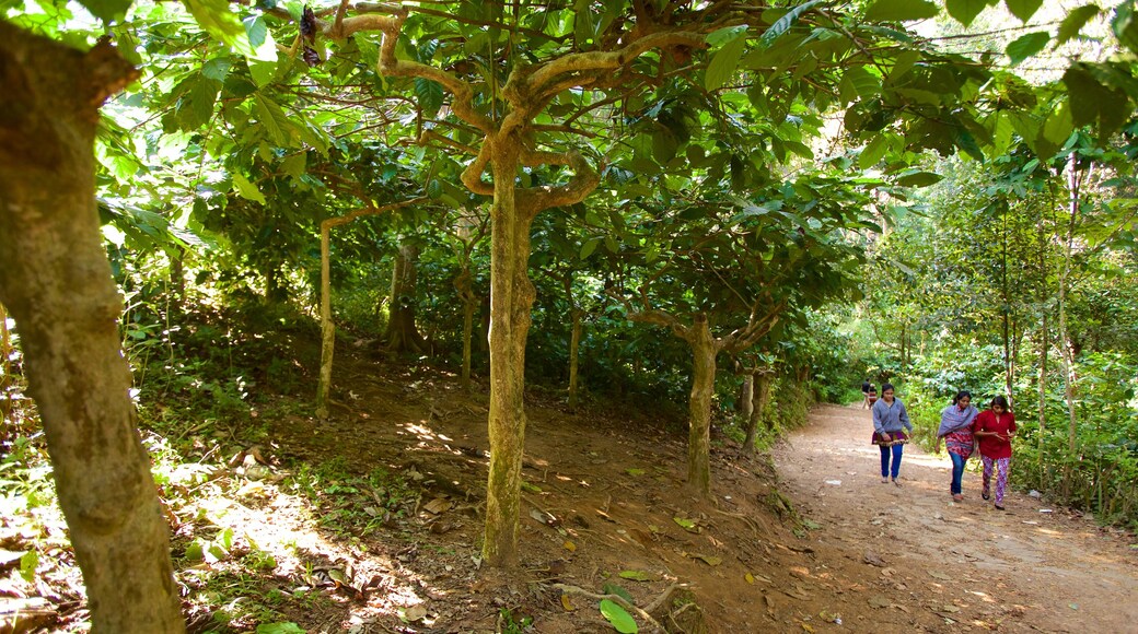 Madikeri das einen Wandern oder Spazieren sowie kleine Menschengruppe