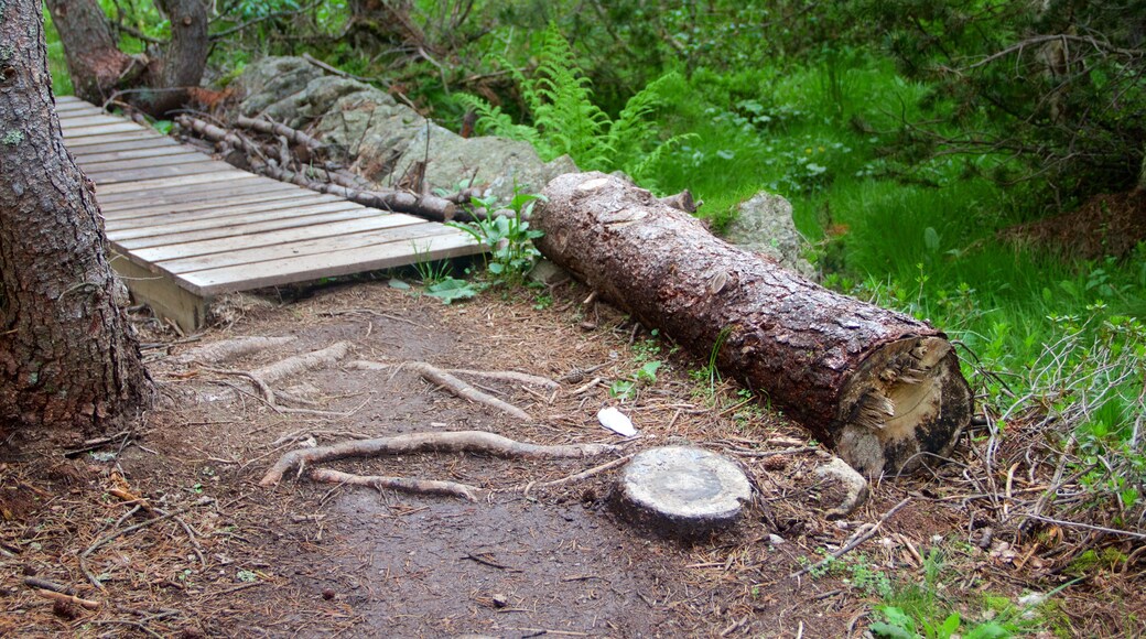 Soldeu welches beinhaltet Wälder