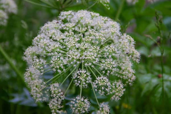 Soldeu mit einem Blumen