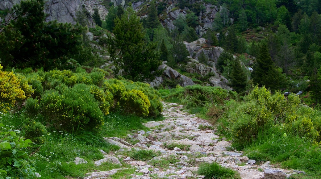 Soldeu which includes tranquil scenes and forests